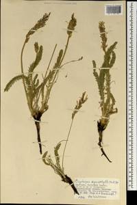 Oxytropis myriophylla (Pall.)DC., Mongolia (MONG) (Mongolia)