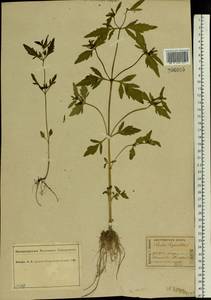 Bidens tripartita L., Eastern Europe, Central forest region (E5) (Russia)