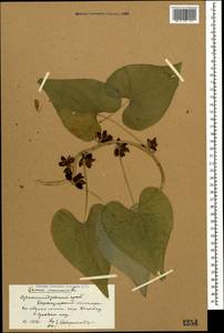 Dioscorea communis (L.) Caddick & Wilkin, Caucasus, Stavropol Krai, Karachay-Cherkessia & Kabardino-Balkaria (K1b) (Russia)