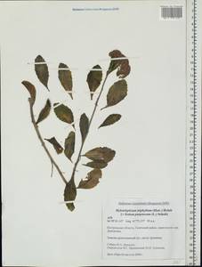 Hylotelephium telephium subsp. telephium, Eastern Europe, Central forest region (E5) (Russia)