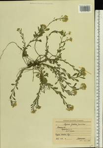 Alyssum gmelinii Jord. & Fourr., Eastern Europe, Moscow region (E4a) (Russia)