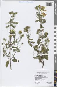 Cistus salviifolius L., South Asia, South Asia (Asia outside ex-Soviet states and Mongolia) (ASIA) (Turkey)