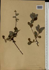 Salix aurita × starkeana, Eastern Europe, North-Western region (E2) (Russia)