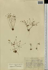 Androsace fedtschenkoi Ovcz., Siberia, Altai & Sayany Mountains (S2) (Russia)