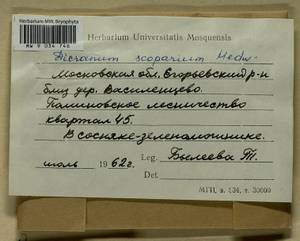 Dicranum scoparium Hedw., Bryophytes, Bryophytes - Moscow City & Moscow Oblast (B6a) (Russia)