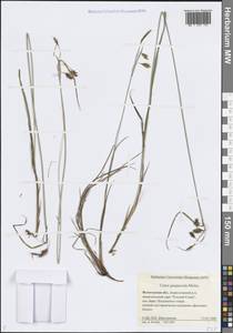 Carex magellanica subsp. irrigua (Wahlenb.) Hiitonen, Eastern Europe, Northern region (E1) (Russia)