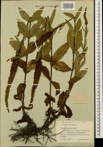 Veronica spicata L., Caucasus, Black Sea Shore (from Novorossiysk to Adler) (K3) (Russia)