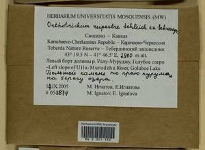 Lewinskya rupestris (Schleich. ex Schwägr.) F. Lara, Garilleti & Goffinet, Bryophytes, Bryophytes - North Caucasus & Ciscaucasia (B12) (Russia)