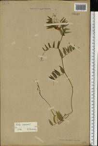 Vicia sepium L., Eastern Europe (no precise locality) (E0) (Not classified)