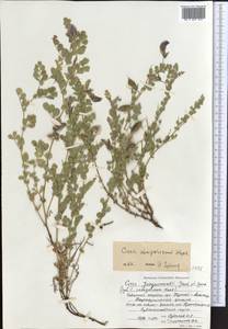 Cicer songaricum DC., Middle Asia, Northern & Central Tian Shan (M4) (Kazakhstan)