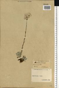 Antennaria dioica (L.) Gaertn., Eastern Europe, Volga-Kama region (E7) (Russia)