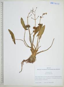 Sagittaria natans Pall., Siberia, Russian Far East (S6) (Russia)