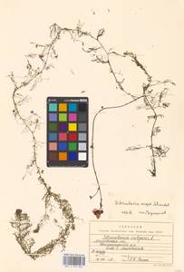 Utricularia ×australis R. Br., Eastern Europe, Moscow region (E4a) (Russia)