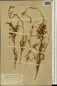 Tamarix laxa Willd., South Asia, South Asia (Asia outside ex-Soviet states and Mongolia) (ASIA) (Iraq)