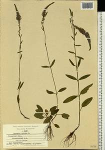 Veronica spicata L., Eastern Europe, Central region (E4) (Russia)
