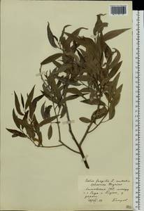 Salix fragilis L., Eastern Europe, Lithuania (E2a) (Lithuania)