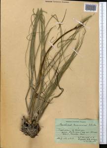 Leutea turcomanica (Schischk.) V. M. Vinogr., Middle Asia, Kopet Dag, Badkhyz, Small & Great Balkhan (M1) (Turkmenistan)