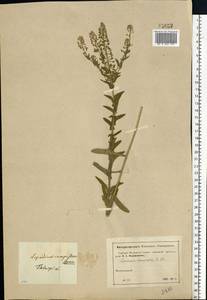 Lepidium campestre (L.) W. T. Aiton, Eastern Europe, Moscow region (E4a) (Russia)