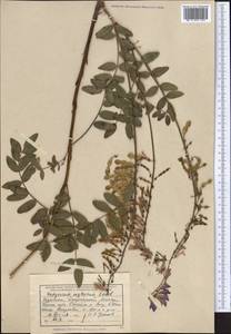 Hedysarum neglectum Ledeb., Middle Asia, Dzungarian Alatau & Tarbagatai (M5) (Kazakhstan)