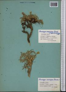 Chesneya crassipes Boriss., Middle Asia, Pamir & Pamiro-Alai (M2) (Tajikistan)