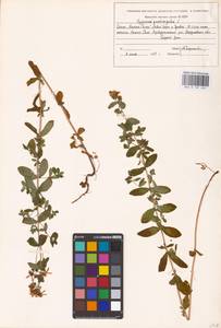 Hypericum maculatum Crantz, Eastern Europe, Eastern region (E10) (Russia)