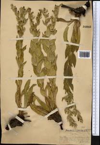 Arnebia ugamensis (Popov) Riedl, Middle Asia, Western Tian Shan & Karatau (M3) (Kazakhstan)