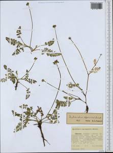 Haplosciadium abyssinicum Hochst., Africa (AFR) (Ethiopia)