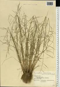 Puccinellia tenuissima (Litv. ex V.I.Krecz.) Pavlov, Eastern Europe, Central forest-and-steppe region (E6) (Russia)