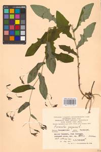 Prenanthes purpurea L., Eastern Europe, West Ukrainian region (E13) (Ukraine)