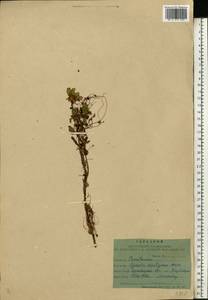 Cuscuta epithymum (L.) L., Eastern Europe, West Ukrainian region (E13) (Ukraine)