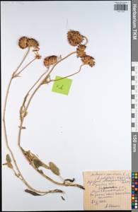 Anthyllis vulneraria L., Eastern Europe, Central region (E4) (Russia)