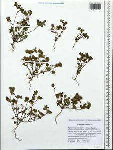 Trifolium retusum L., Caucasus, Krasnodar Krai & Adygea (K1a) (Russia)