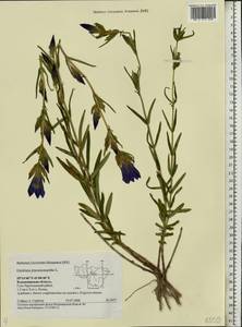 Gentiana pneumonanthe L., Eastern Europe, Central region (E4) (Russia)