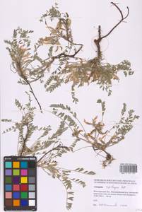 Astragalus rupifragus Pall., Eastern Europe, Lower Volga region (E9) (Russia)