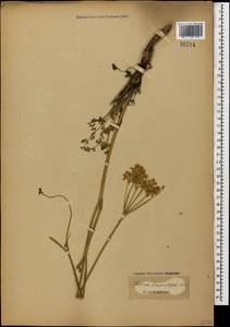 Pastinaca pimpinellifolia M. Bieb., Caucasus (no precise locality) (K0)