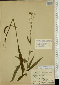 Hieracium laevigatum Willd., Eastern Europe, Moscow region (E4a) (Russia)