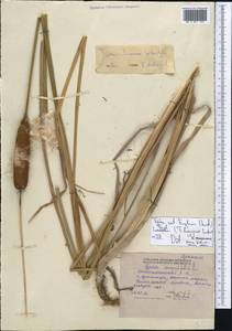 Typha laxmannii Lepech., Middle Asia, Western Tian Shan & Karatau (M3) (Kyrgyzstan)