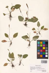 Plantago major L., Eastern Europe, Central forest-and-steppe region (E6) (Russia)