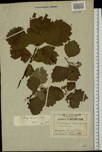 Crataegus sanguinea Pall., Eastern Europe, Western region (E3) (Russia)