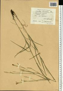 Dianthus pallens M. Bieb., Eastern Europe, North Ukrainian region (E11) (Ukraine)