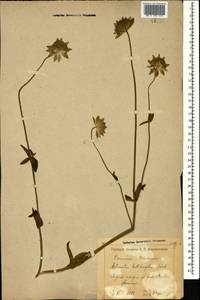 Astrantia maxima Pall., Caucasus, Krasnodar Krai & Adygea (K1a) (Russia)