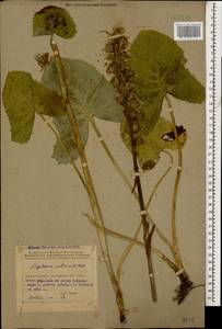 Ligularia subsagittata Pojark., Caucasus, Azerbaijan (K6) (Azerbaijan)