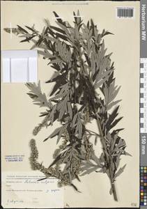 Artemisia vulgaris L., Eastern Europe, Moscow region (E4a) (Russia)