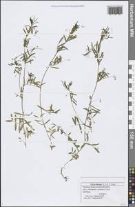 Vicia hirsuta (L.) Gray, Eastern Europe, Middle Volga region (E8) (Russia)