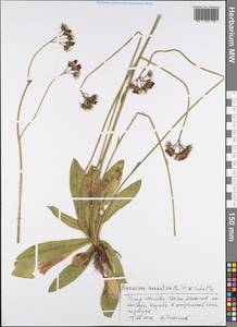Pilosella aurantiaca subsp. aurantiaca, Eastern Europe, Moscow region (E4a) (Russia)