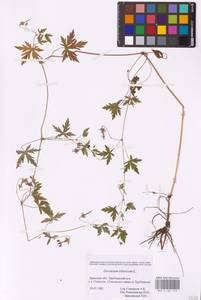 Geranium sibiricum L., Eastern Europe, Western region (E3) (Russia)