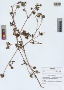 Bidens frondosa L., Siberia, Altai & Sayany Mountains (S2) (Russia)