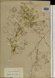 Gypsophila paniculata L., Siberia, Altai & Sayany Mountains (S2) (Russia)