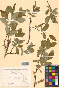 Salix hastata L., Siberia, Russian Far East (S6) (Russia)