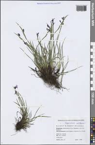 Sisyrinchium montanum Greene, Siberia, Baikal & Transbaikal region (S4) (Russia)